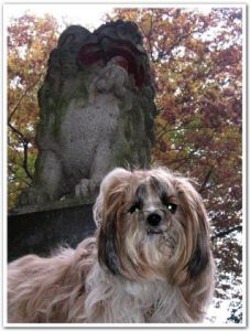 神社の狛犬と記念撮影