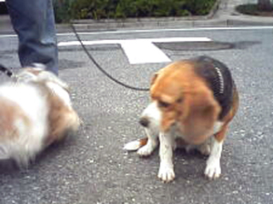 はなちゃんに